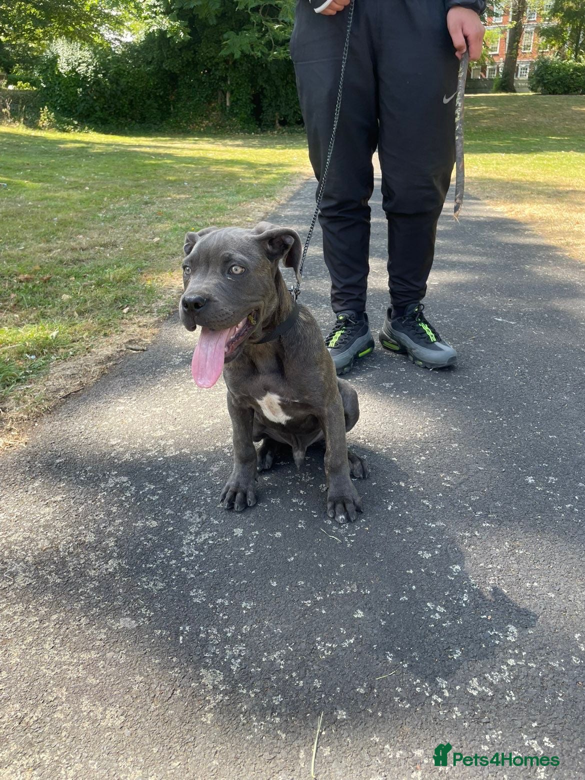 Cane Corso dogs 6-7 month old Male cane corso - Advert 1