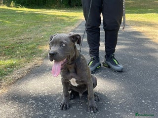 Cane Corso dogs 6-7 month old Male cane corso - Advert 1