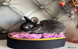 Netherland Dwarf rabbits for sale: rochelles_rabbits pure ND babies for sale - Image 10