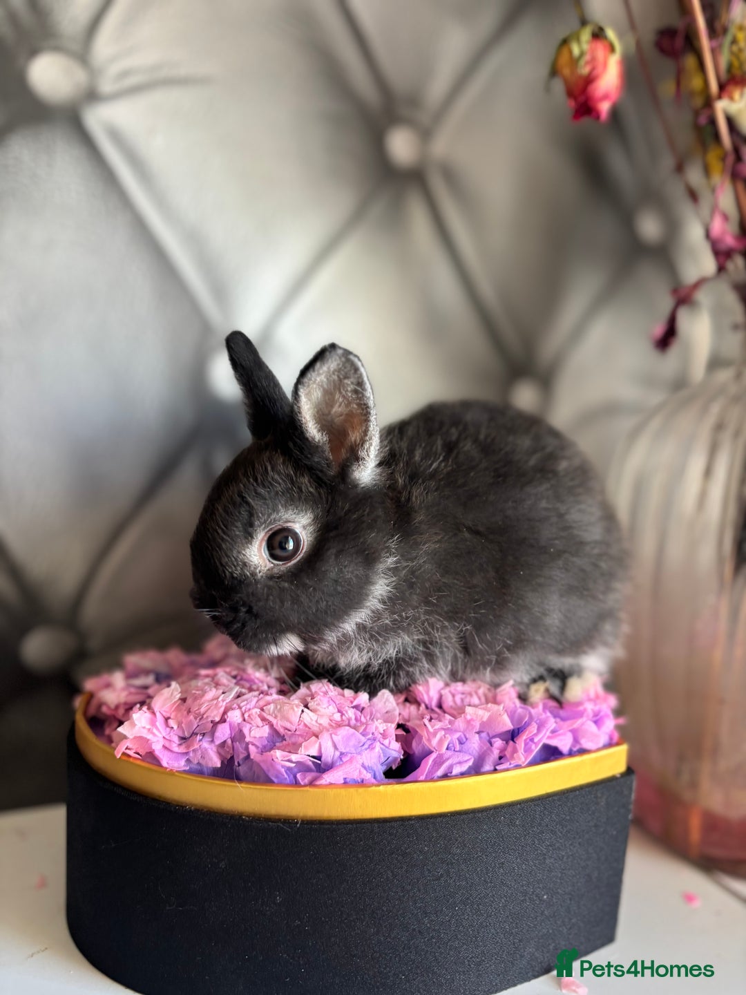 Netherland Dwarf rabbits for sale: rochelles_rabbits pure ND babies for sale - Image 10