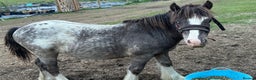 Appaloosa horses for sale: Appaloosa cob 17 month old gelding  - Advert 6