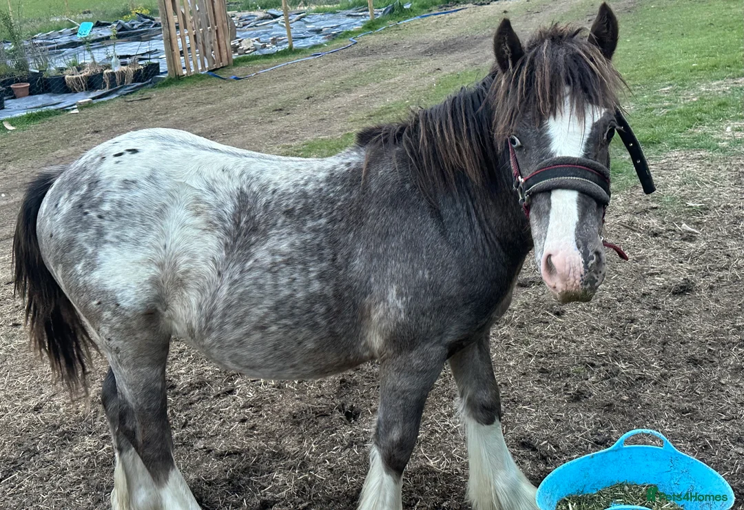 Appaloosa horses for sale: Appaloosa cob 17 month old gelding  - Advert 6
