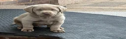 Labrador Retriever dogs for sale: Gorgeous KC Silver & Charcoal Labrador Pups - Advert 14