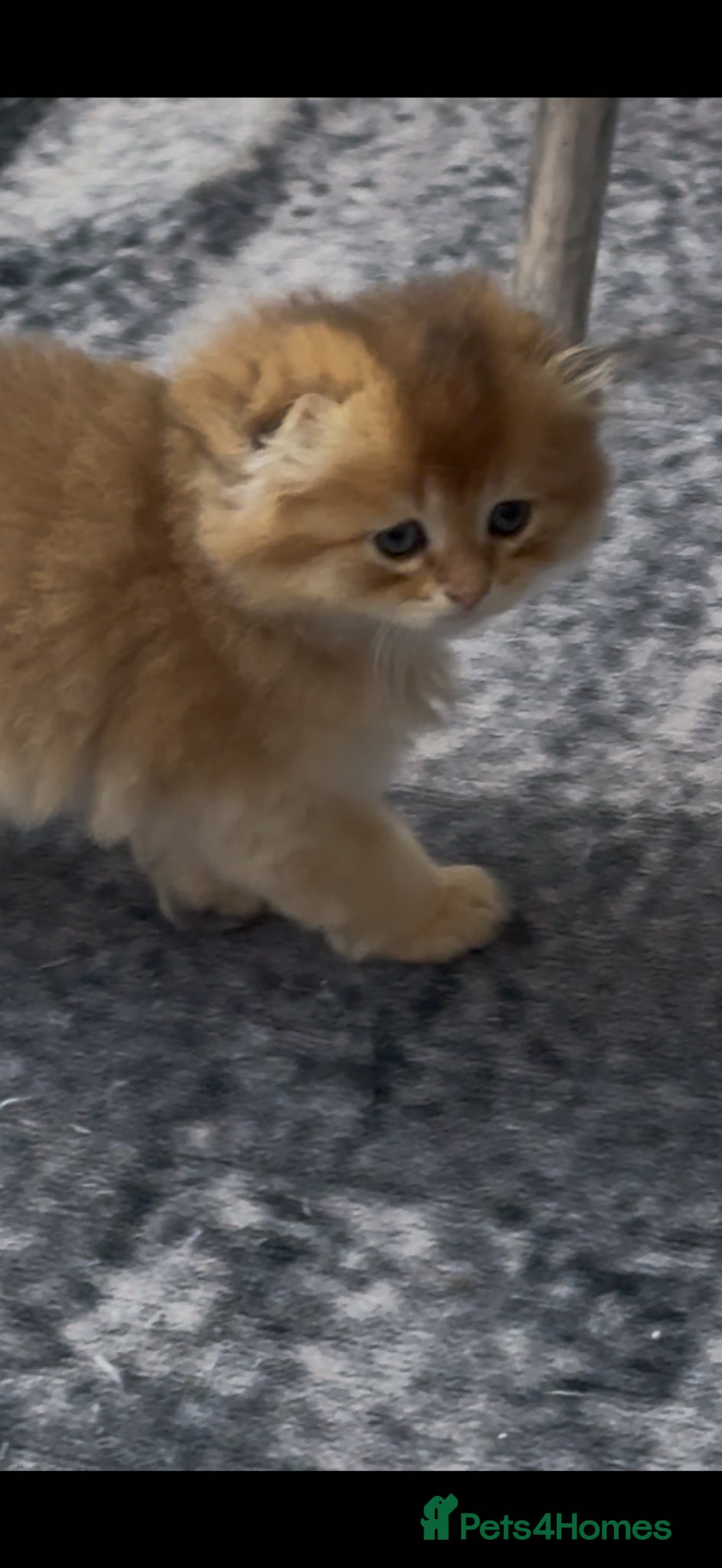 Scottish Fold cats for sale: Scottish pedigree golden kittens - Advert 29