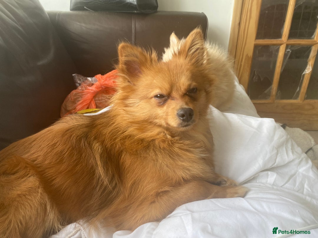 Pomeranian dogs for sale: Lovely dog for sale  - Image 9