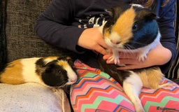 Guinea Pig rodents for sale: Three female guinea pigs  - Image 8