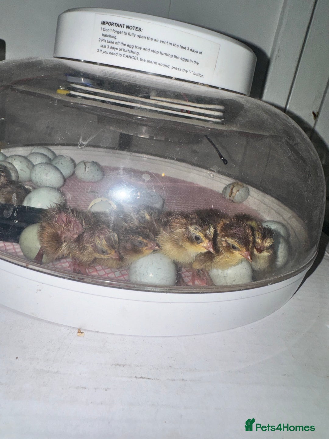 Mixed Breed birds for sale: Day old quail chick  - Image 2