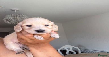 Miniature Dachshund dogs - Advert 2