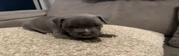 Staffordshire Bull Terrier dogs for sale: 3 Male Blue staff pups - Advert 7