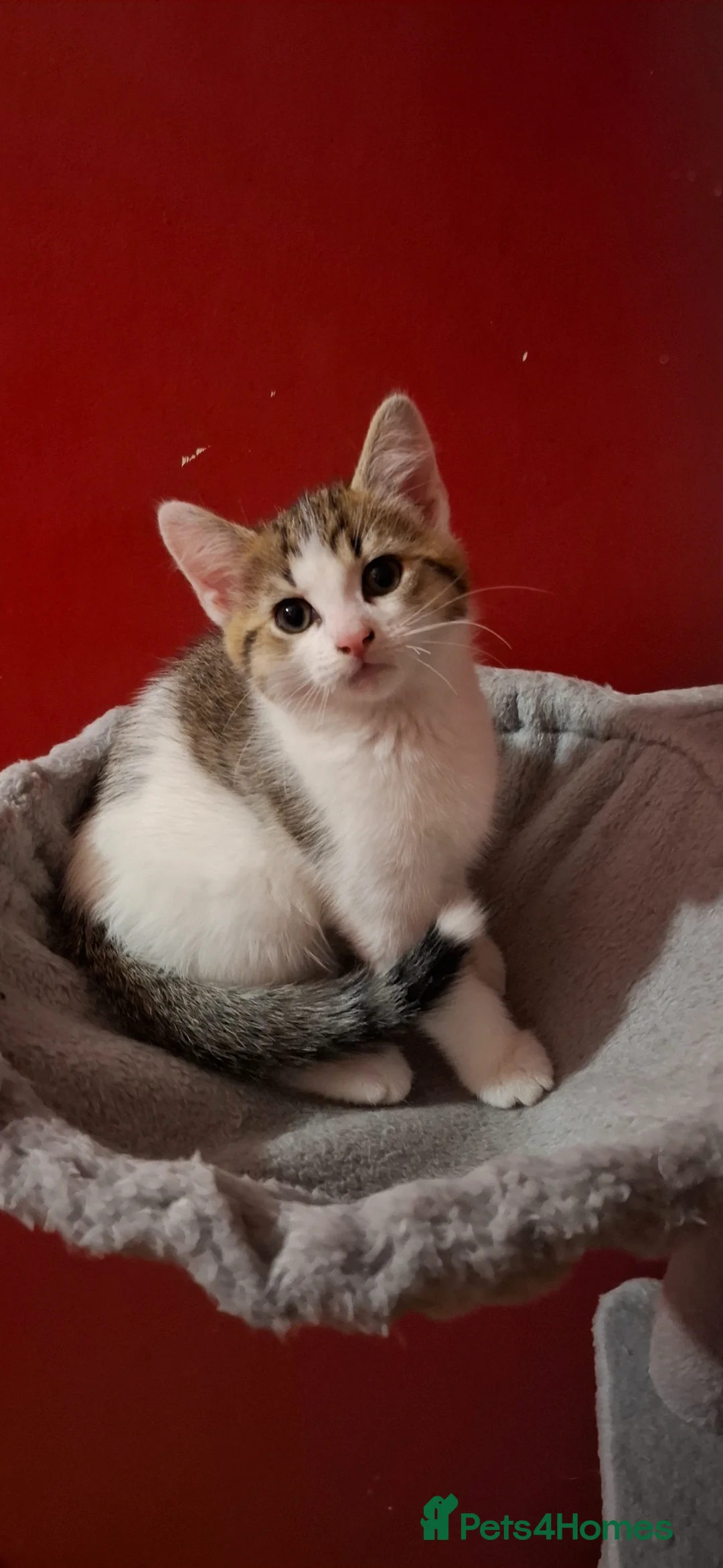 Turkish Van cats for sale: Kittens For Sale  in London - Advert 1