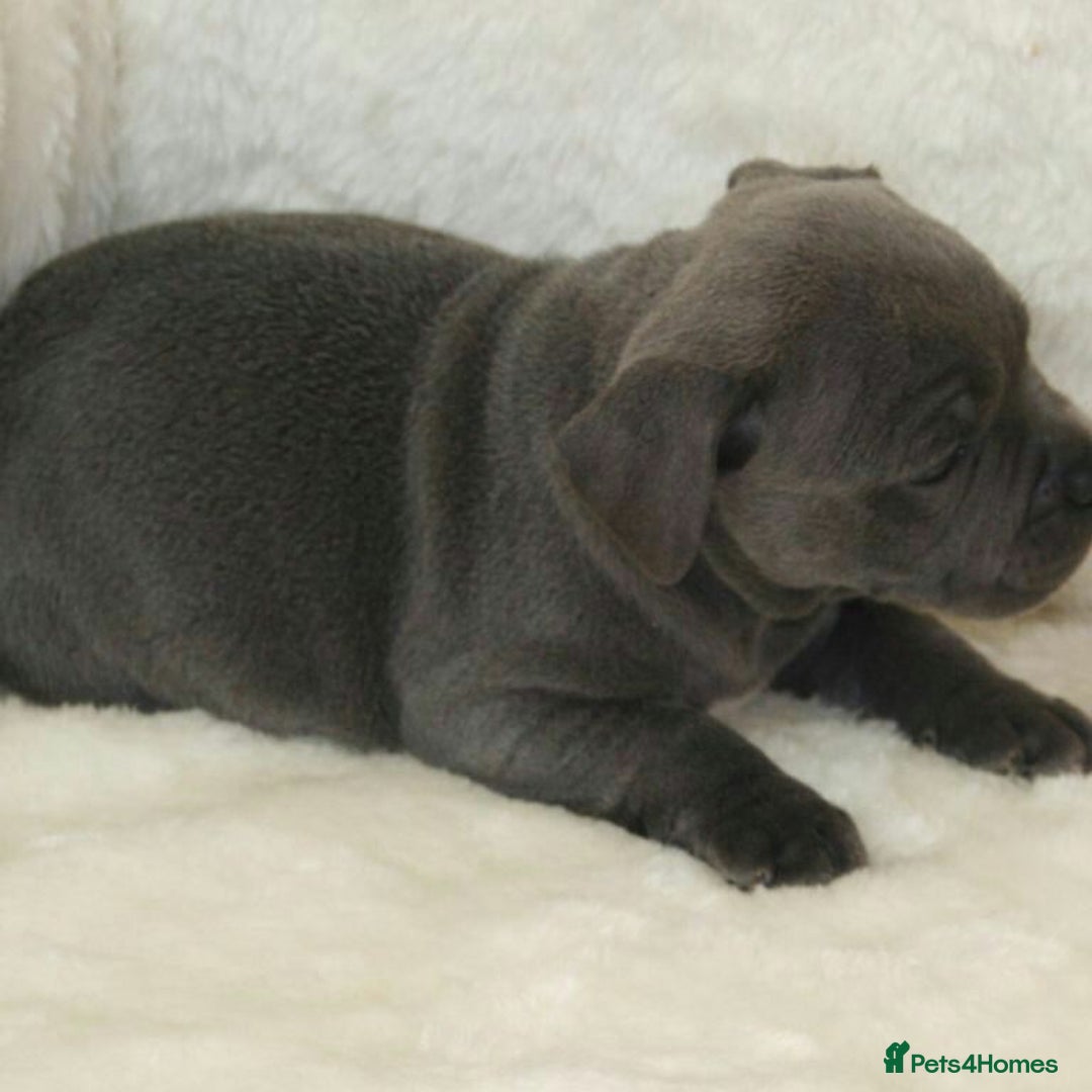 Staffordshire Bull Terrier dogs for sale: SOLID BLUE TEDDY BEARS STAFFS 🐻  - Advert 16