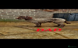 Cockapoo dogs for sale: Top quality F1 health tested cockapoos  - Image 20