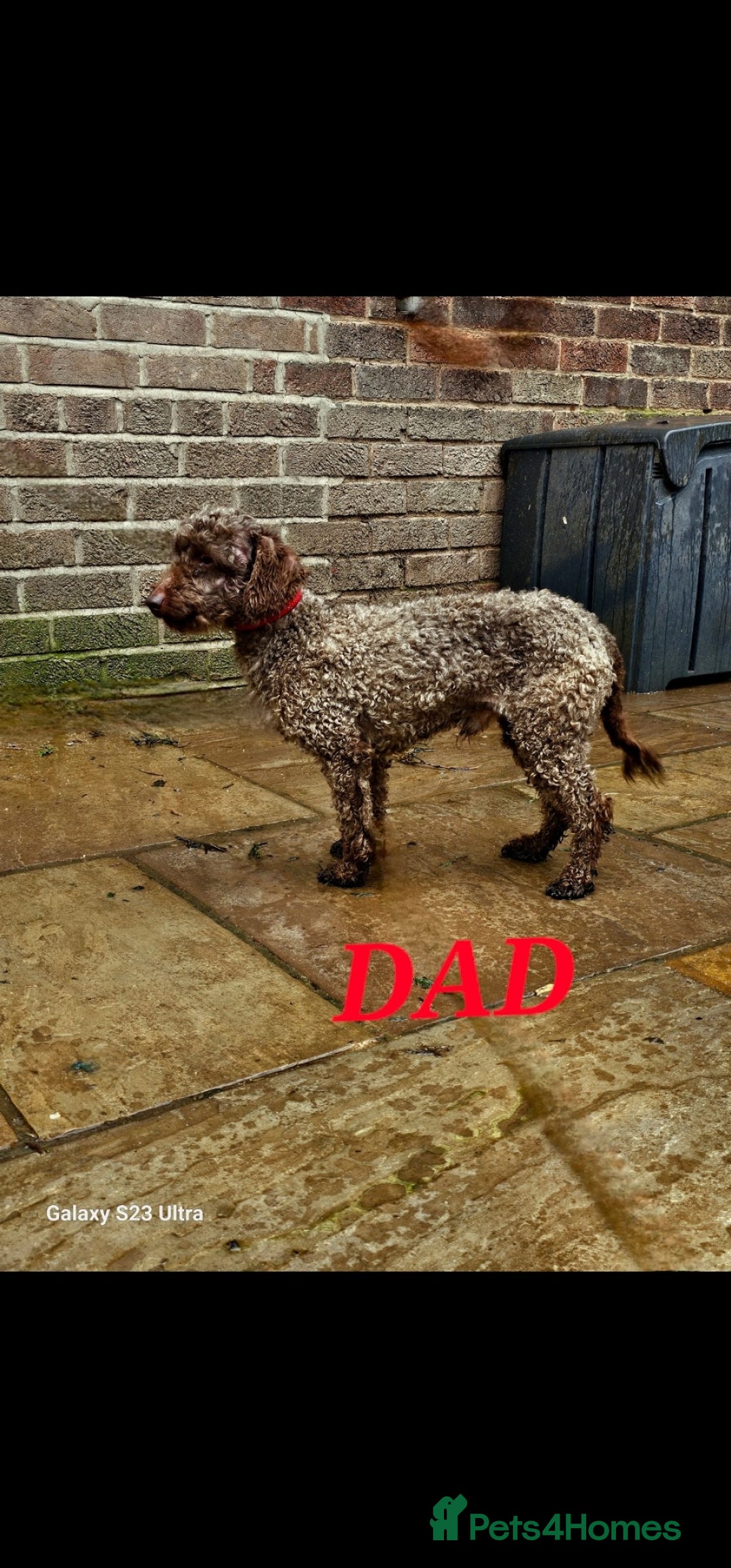 Cockapoo dogs for sale: Top quality F1 health tested cockapoos  - Image 20