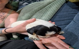 Mixed Breed dogs for sale: 3 cocker spaniel - sprollie pups - Image 4