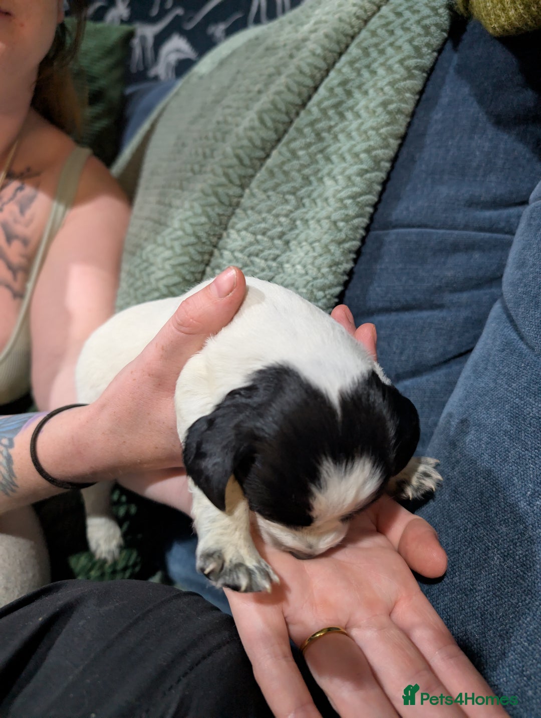 Mixed Breed dogs for sale: 3 cocker spaniel - sprollie pups - Image 4