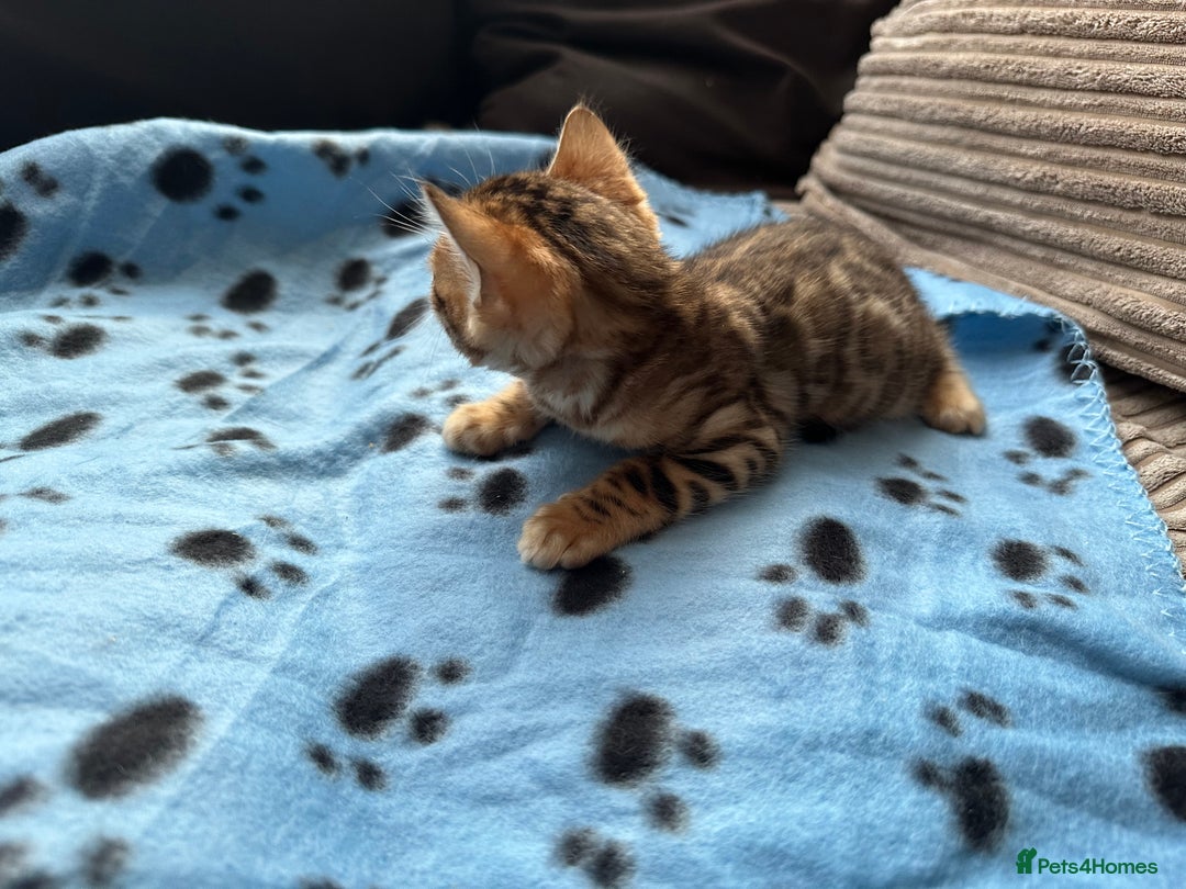 Bengal cats for sale: TICA Bengal kittens for sale . 🐱 - Image 12