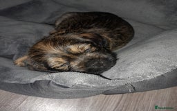 Mixed Breed dogs for sale: Dachshund cross puppies - Image 2