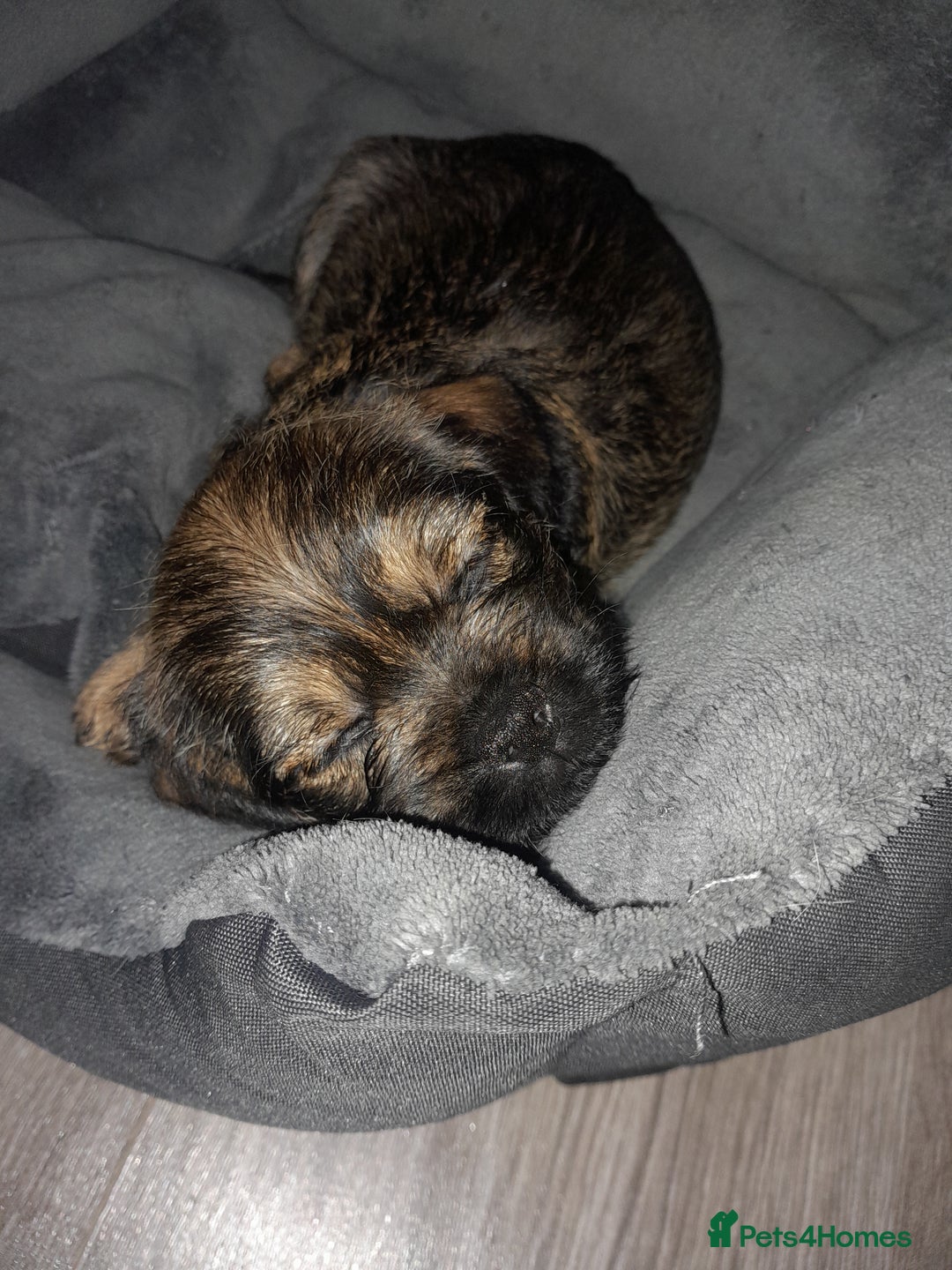 Mixed Breed dogs for sale: Dachshund cross puppies - Image 2