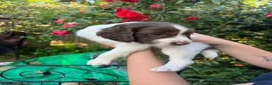 Female English Springer Spaniel 1