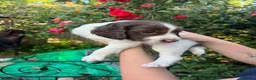 English Springer Spaniel dogs for sale: KC Reg Springer Spaniel Puppies - Horsham in Horsham - Advert 5