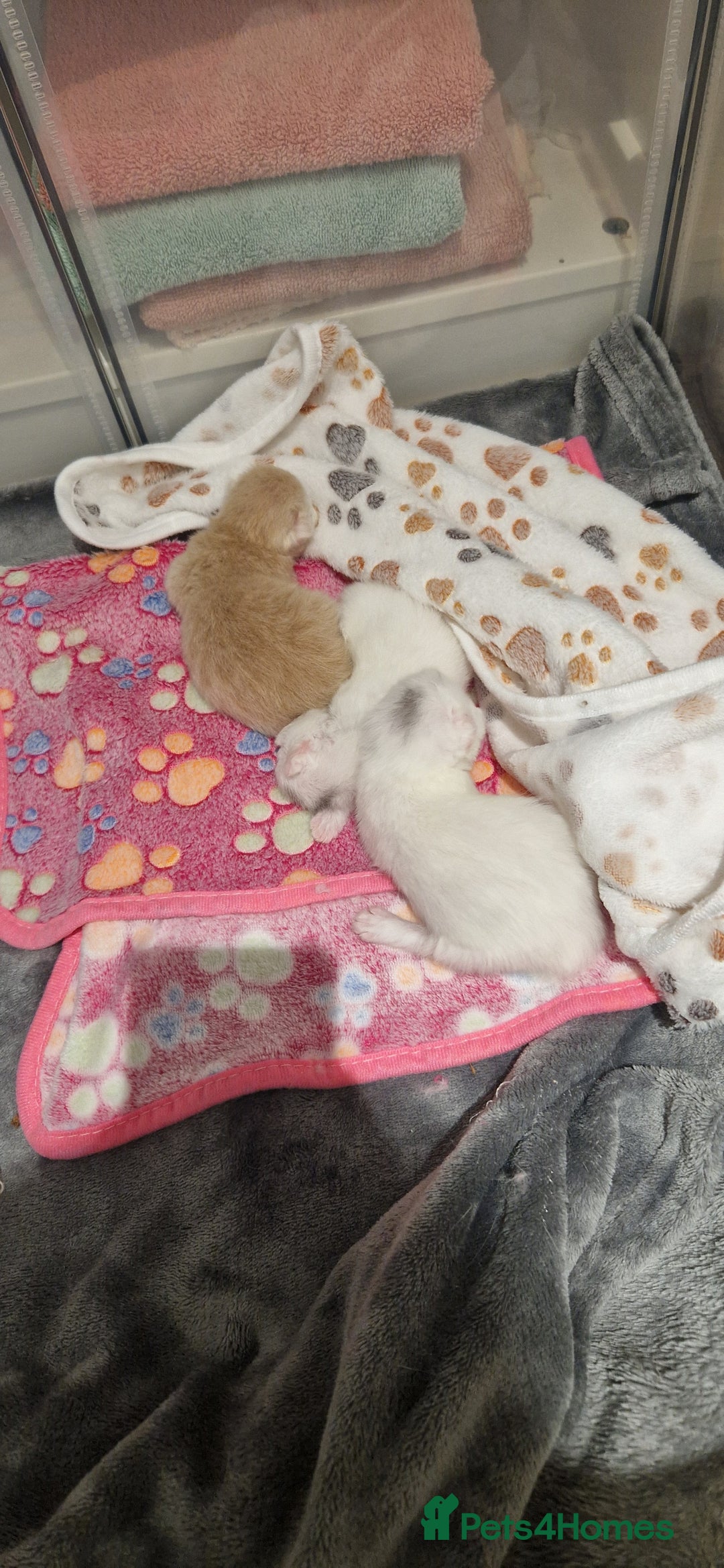 Persian cats for sale: Chinchilla Persian kittens - Advert 6