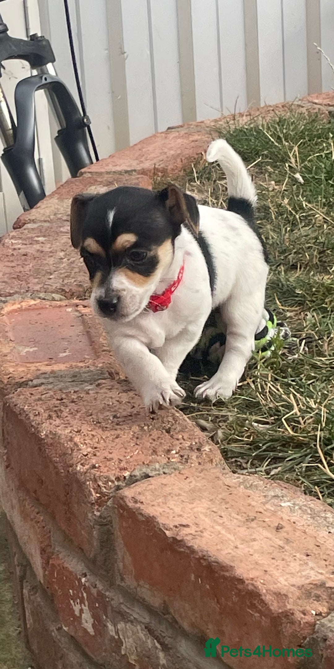 Jack Russell dogs for sale: Jack russell puppies  - Image 6