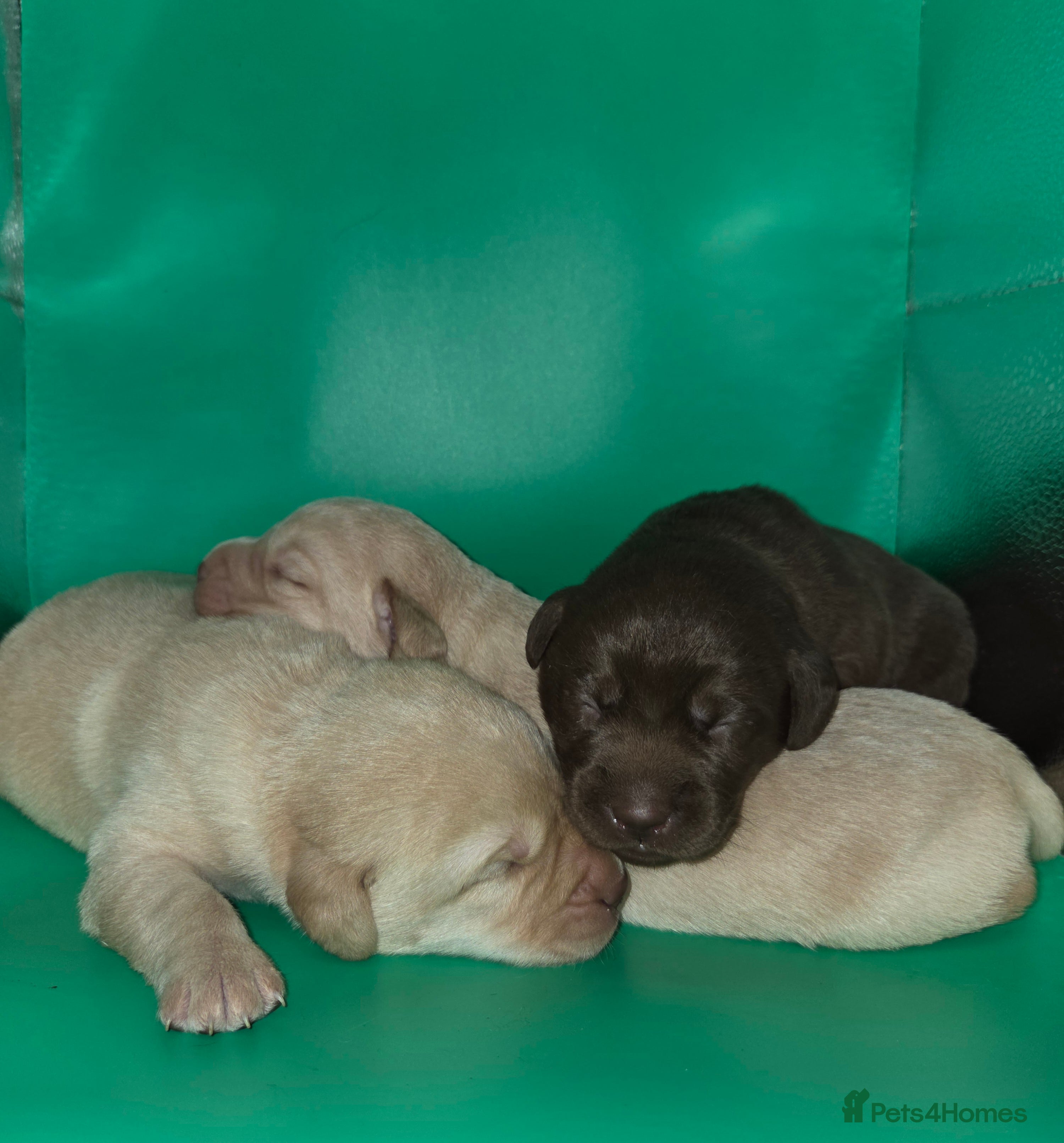 Labrador Retriever dogs Kc Registered quality labrador BOYS AVAILABLE  - Advert 5
