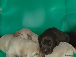 Labrador Retriever dogs Kc Registered quality labrador BOYS AVAILABLE - Advert 5