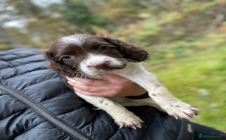 English Springer Spaniel dogs - Advert 14