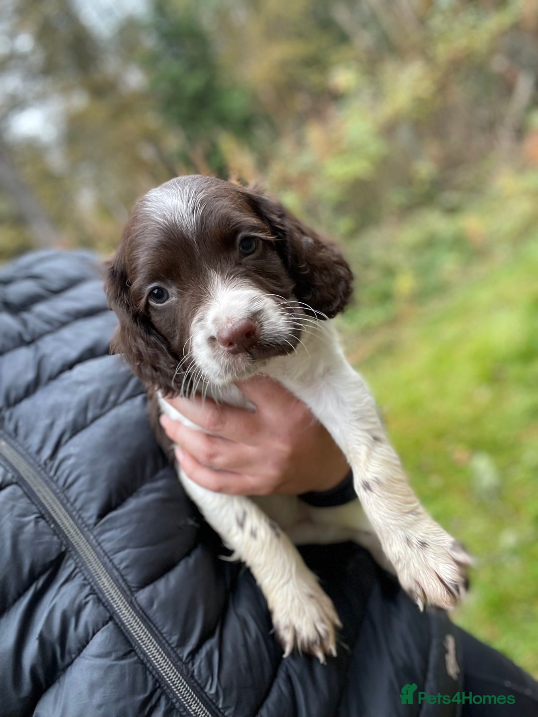 English Springer Spaniel dogs for sale: Springer spaniel pups  - Image 1