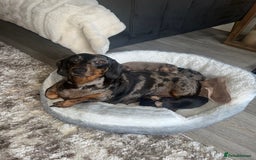 Miniature Dachshund dogs for sale: Miniature dachshunds  - Image 30