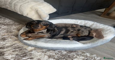 Miniature Dachshund dogs - Advert 14