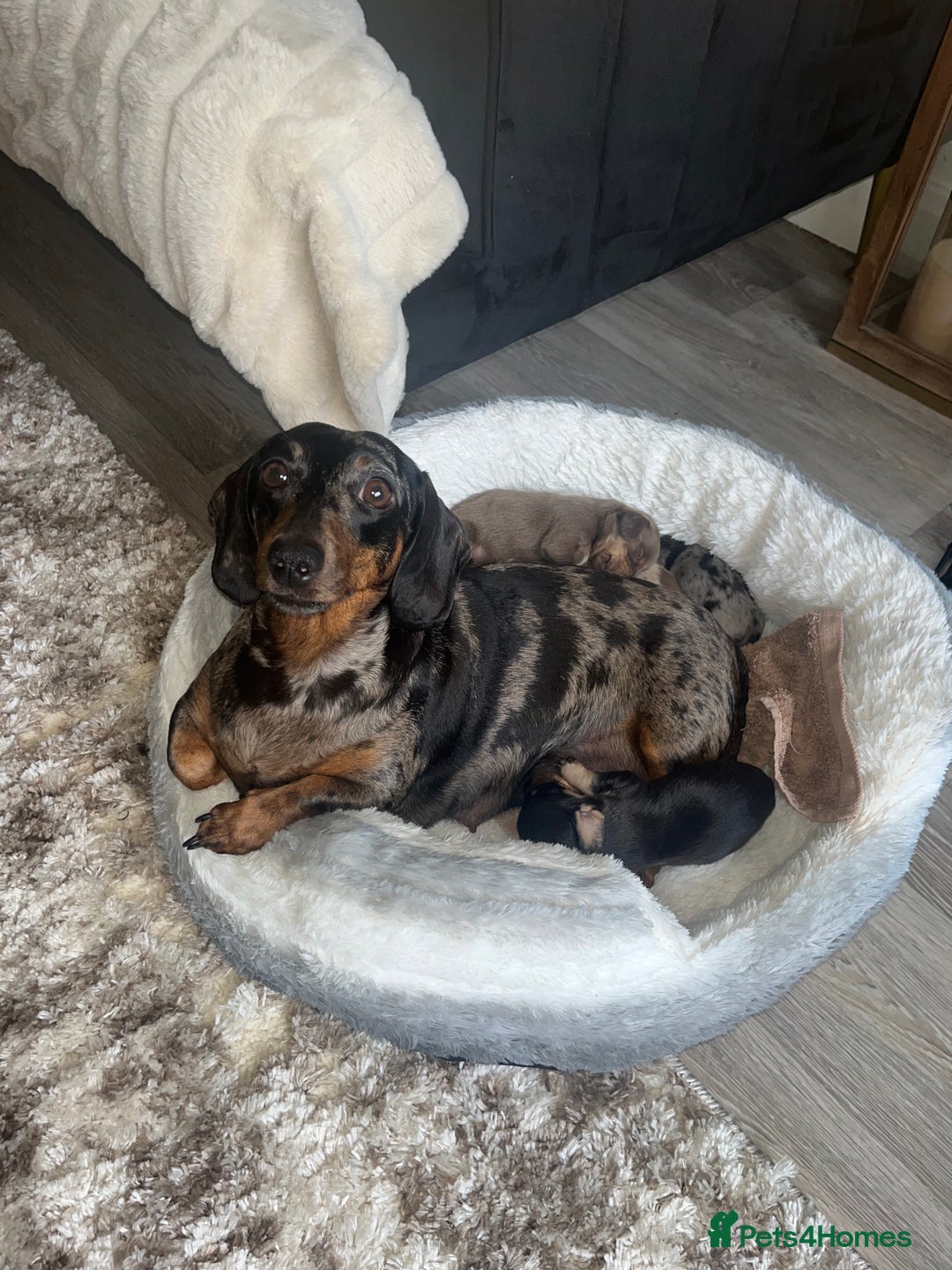 Miniature Dachshund dogs for sale: Miniature dachshunds  - Image 30