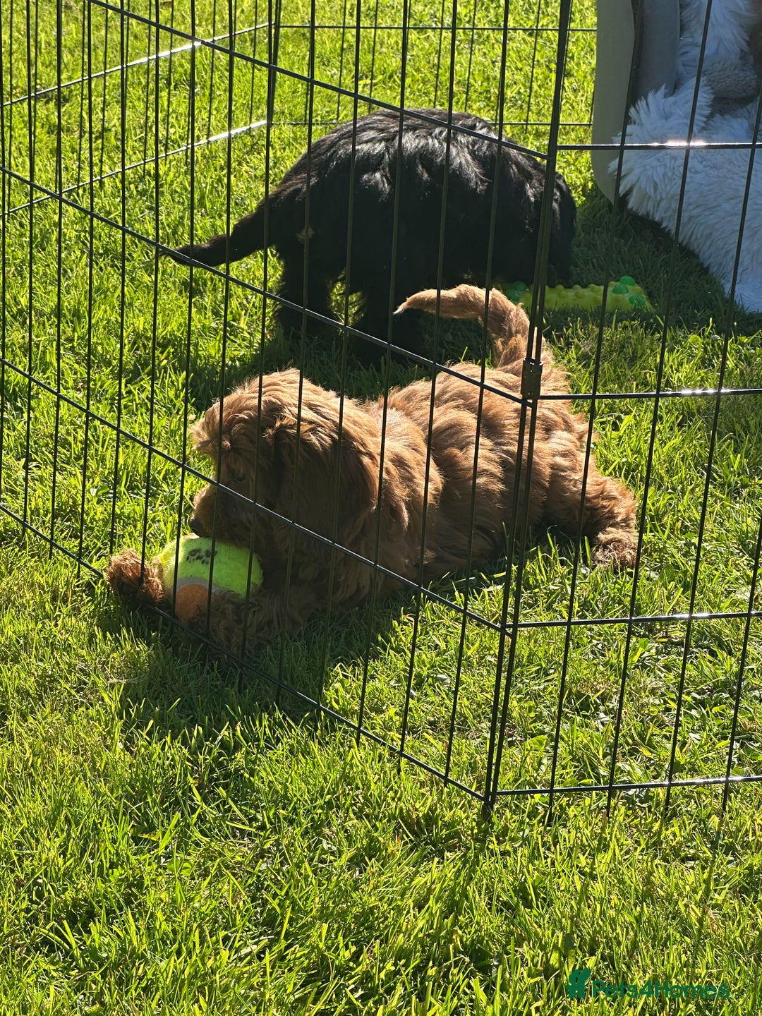 Cockapoo dogs for sale: Cockapoo babies  - Image 9