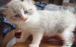 Ragdoll cats for sale: Ragdoll kittens - Image 16