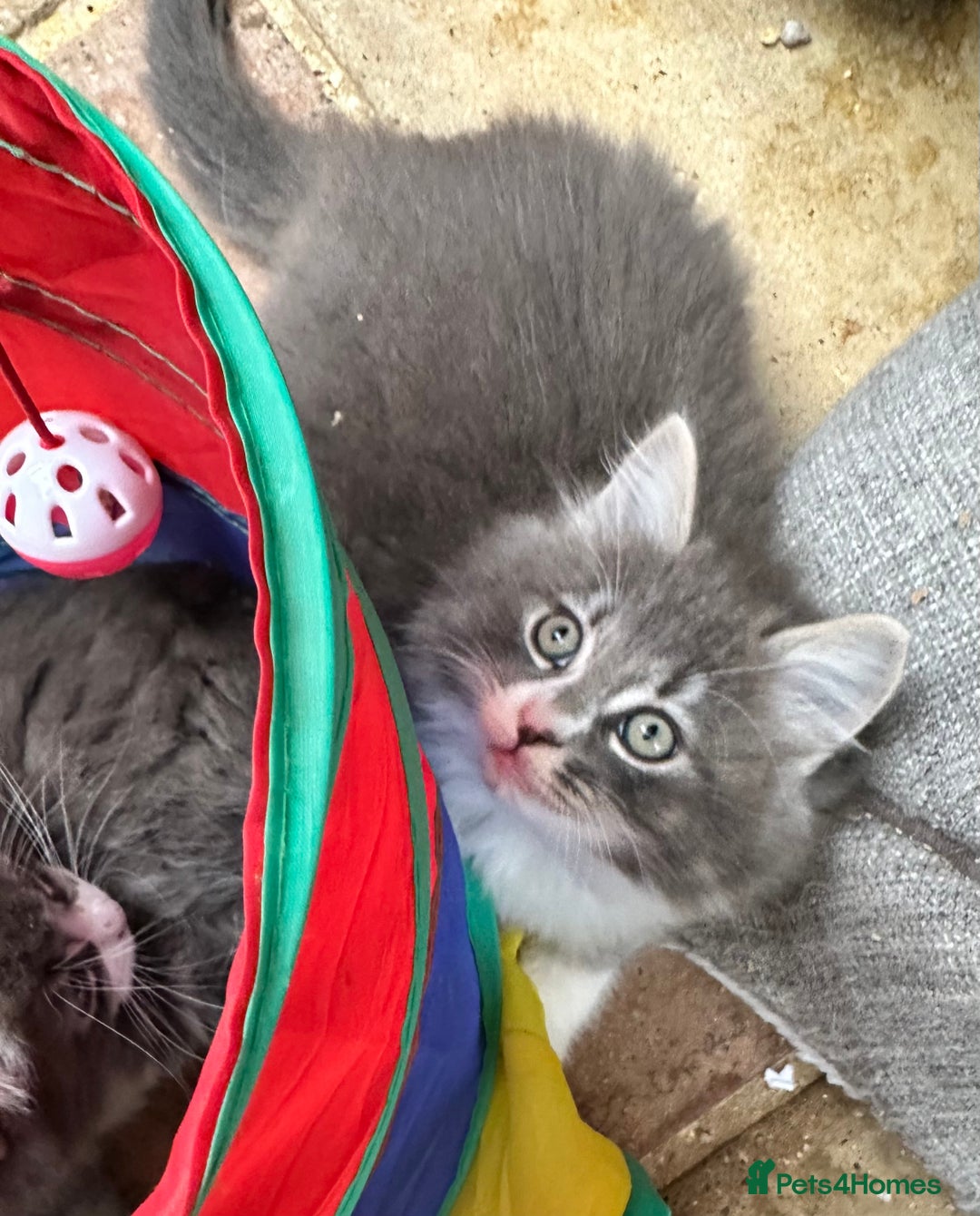 Norwegian Forest Cat cats for sale: 7 Exceptionally beautiful Norwegian Forest kittens - Advert 15