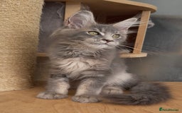 Maine Coon cats for sale: XL maine coon kittens Russia bloodlines Ready Now in Spalding - Image 1