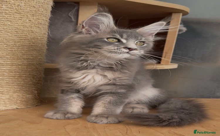 Maine Coon cats in Spalding - Advert 2
