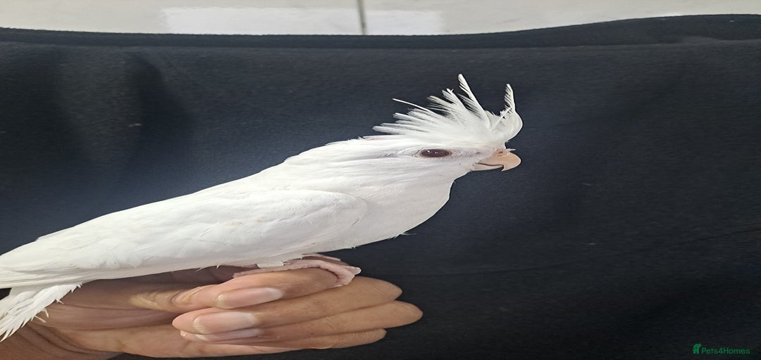 Gallery Image {{count}}