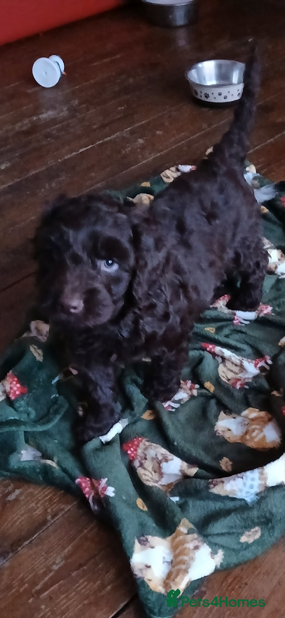 Mixed Breed dogs 2 beautiful cocker doodles - Advert 12