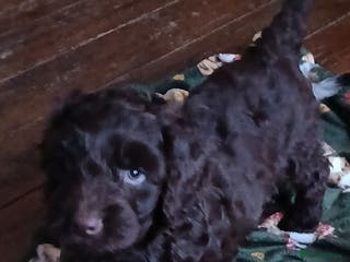 Mixed Breed dogs 2 beautiful cocker doodles - Advert 2