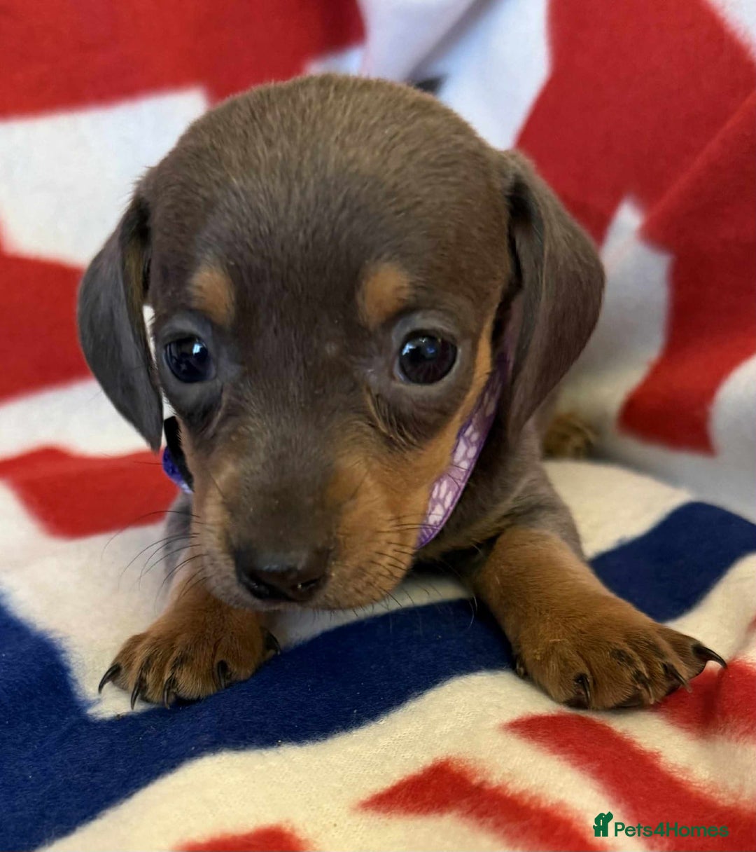 Dachshund dogs for sale: Beautiful Dachshund puppies - Advert 12