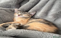 Ragdoll cats for sale: Mixed Ragdoll QUEEN💛 - Image 7
