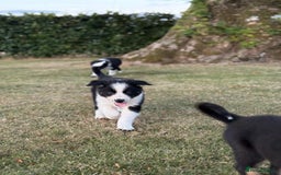 Welsh Collie dogs for sale: Beautiful Welsh Collie Puppies FOR SALE - Image 6