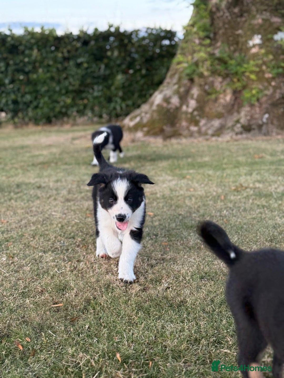 Welsh Collie dogs for sale: Beautiful Welsh Collie Puppies FOR SALE - Image 6