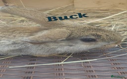 Mini Lop rabbits for sale: Two Mini Lop Baby Boys – Ready for Loving Homes - Image 2