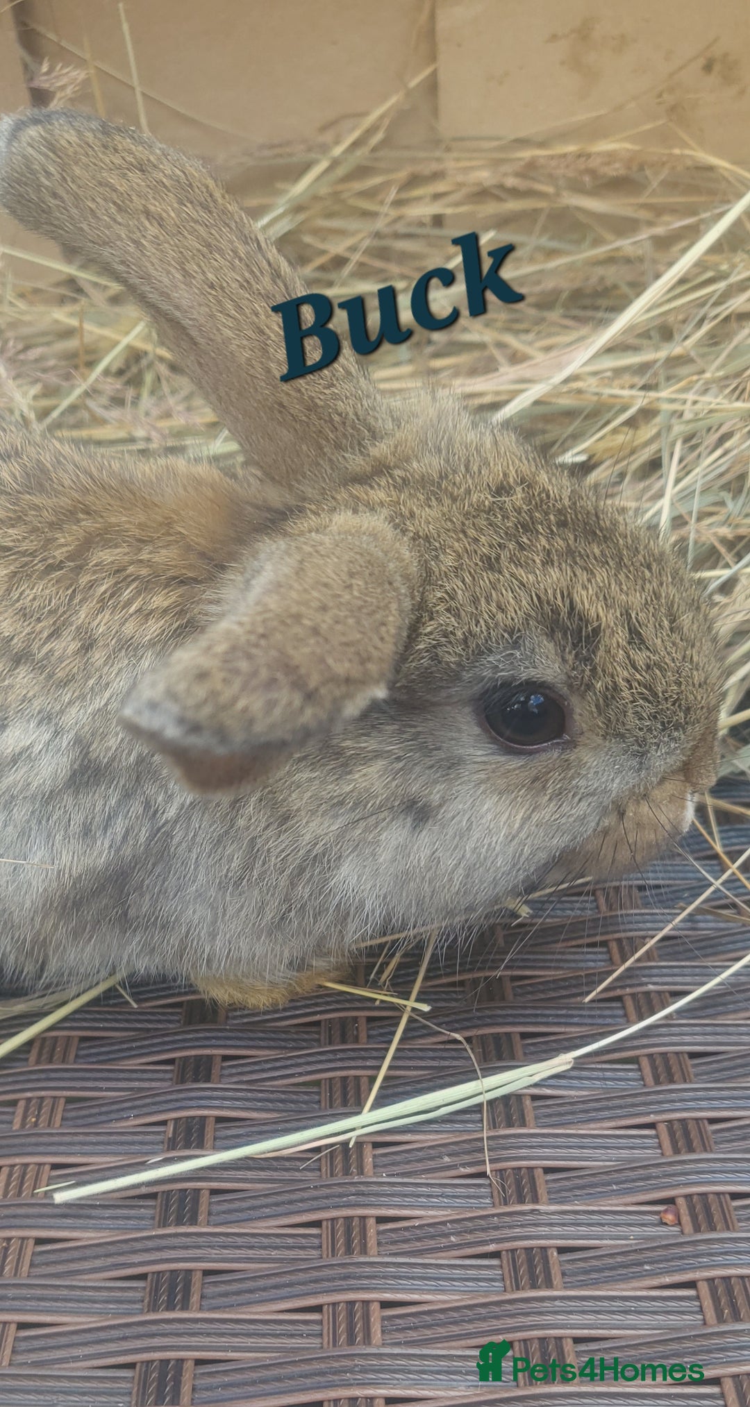 Mini Lop rabbits for sale: Two Mini Lop Baby Boys – Ready for Loving Homes - Image 2