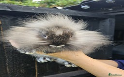 Mini Lop rabbits for sale: 1 female lop and 1 male double mane lion head  - Image 8