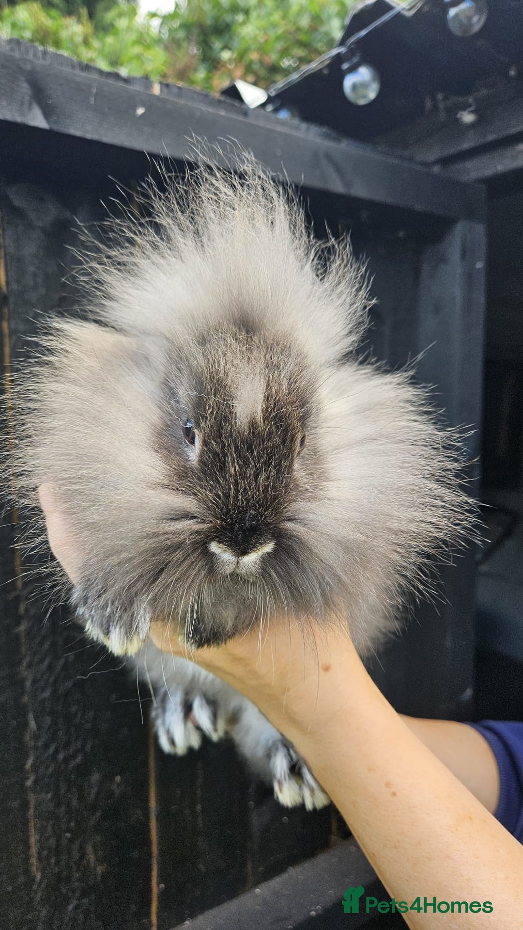 Mini Lop rabbits for sale: 1 female lop and 1 male double mane lion head  - Image 8