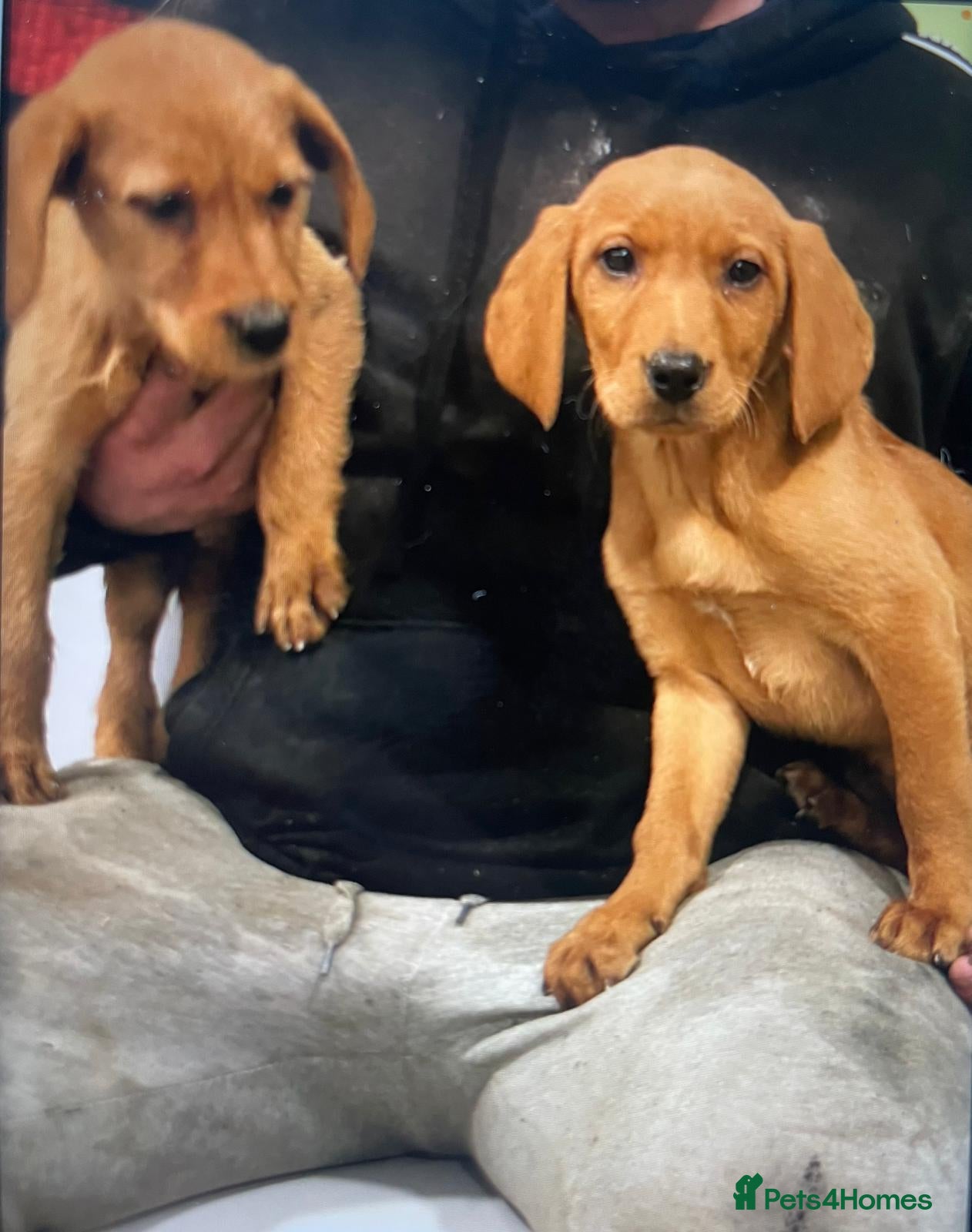 Mixed Breed dogs Hungarian Vizsla X Labrador Retriever - Advert 6